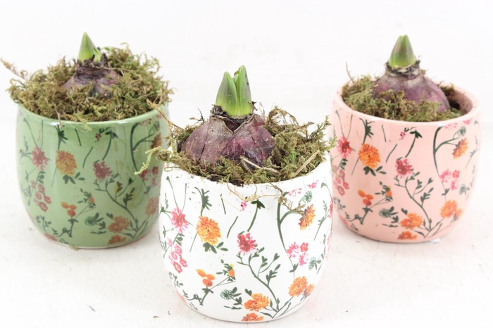 <h4>arr4 Hyacint FL - Early springtime x12</h4>