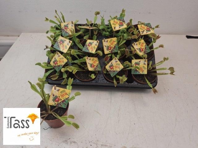 <h4>DIONAEA MUSCIPULA</h4>