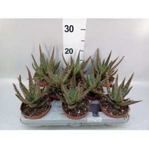 Aloe   ...