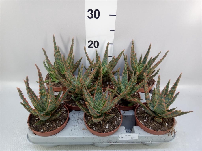 <h4>Aloe   ...</h4>