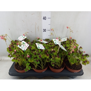Oxalis deppei