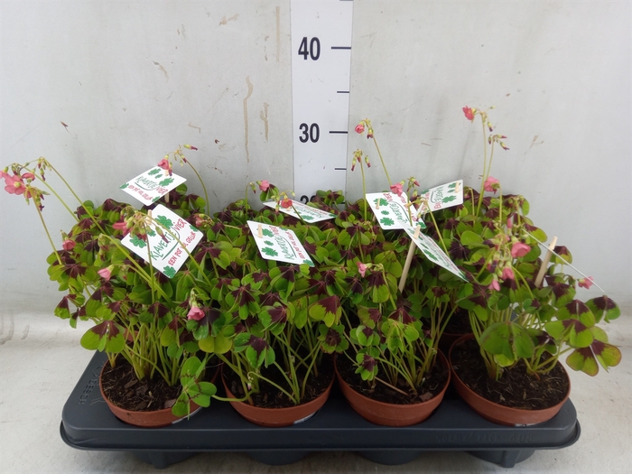 <h4>Oxalis deppei</h4>