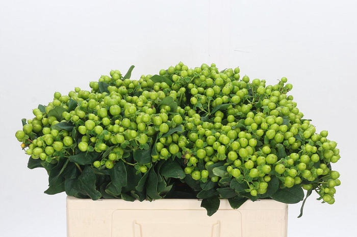 Hypericum Lucky Romance