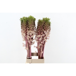 EUCOMIS HIGH TOWER XL