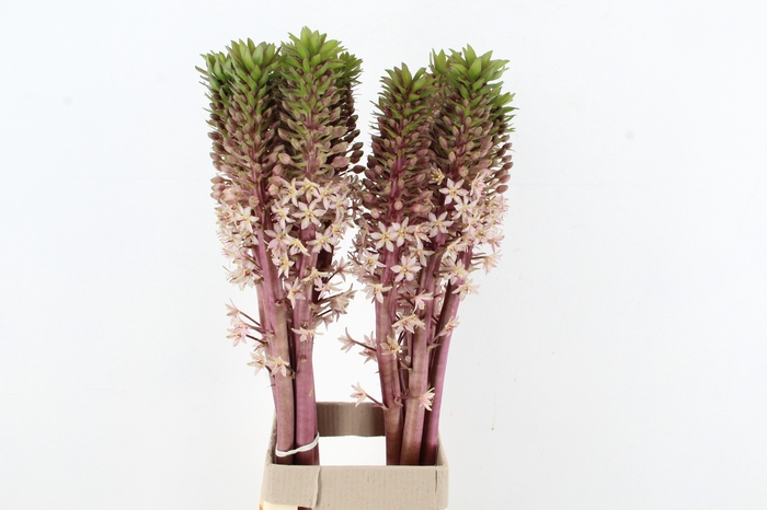<h4>EUCOMIS HIGH TOWER XL</h4>