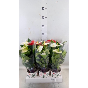 Anthurium   ...mix