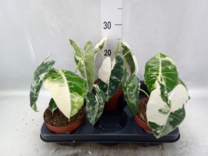 <h4>Alocasia   ...</h4>