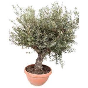 Olea europea P85 schaal