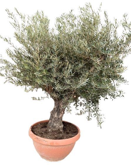<h4>Olea europea P85 schaal</h4>