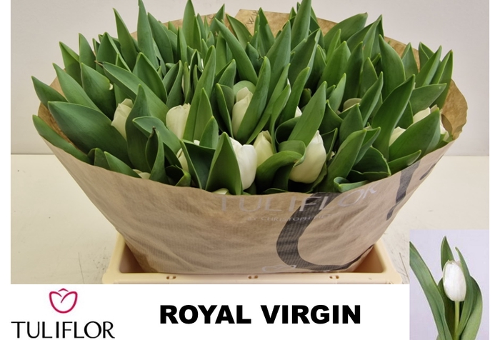 <h4>TU EN ROYAL VIRGIN</h4>