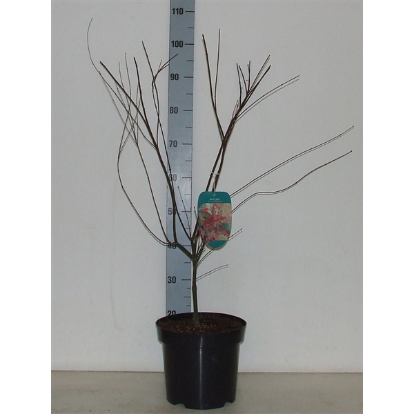 <h4>Acer palmatum 'Shin-deshojo' P26</h4>