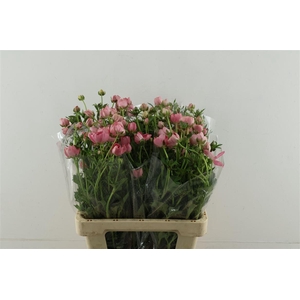 Ran M Strawberry 60cm