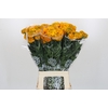 Tagetes Marigold Promise Orange