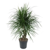 Dracaena