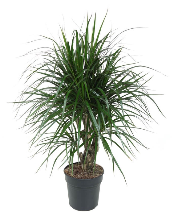 Dracaena