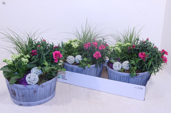 <h4>ARR TUINPLANTEN</h4>