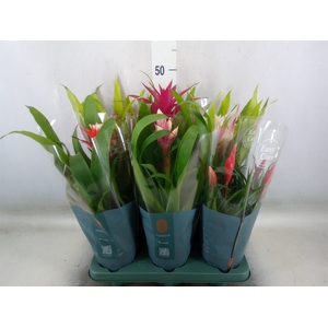 Bromelia   ...mix