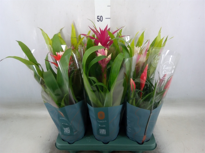 <h4>Bromelia   ...mix</h4>