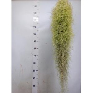 Tillandsia usneoides