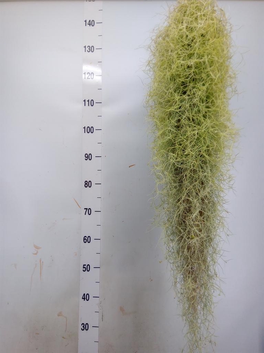 <h4>Tillandsia usneoides</h4>