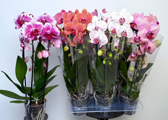 <h4>PHAL EL CASCADE</h4>