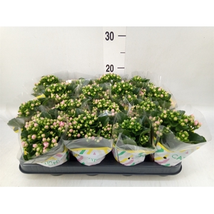 Kalanchoe blos. 'Calandiva Weaver'