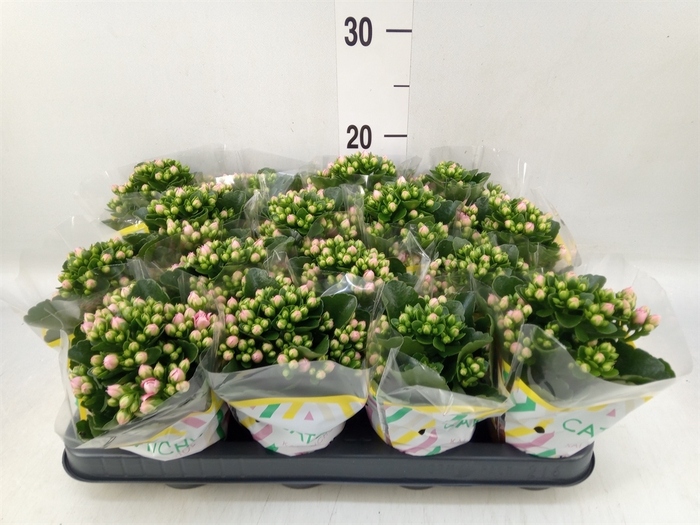 <h4>Kalanchoe blos. 'Calandiva Weaver'</h4>