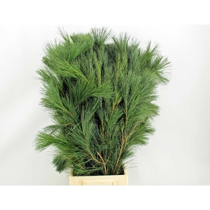 Pinus strobus extra