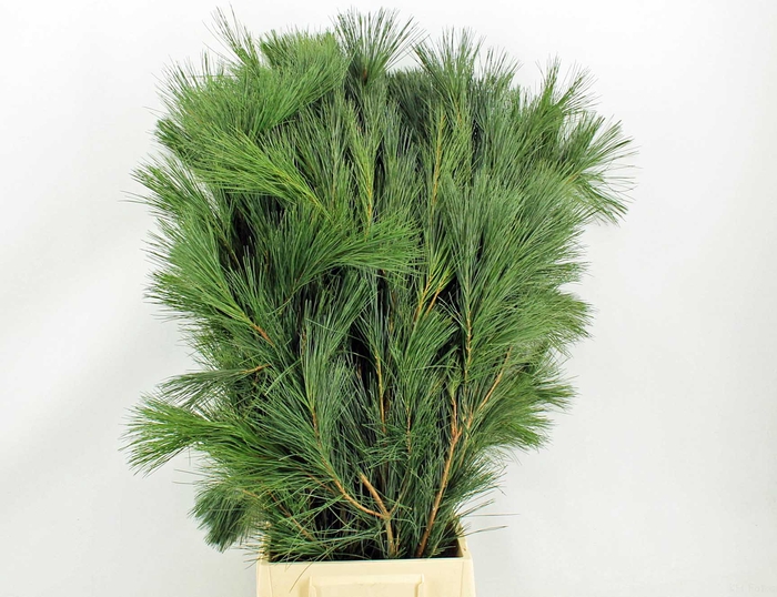 <h4>Pinus strobus extra</h4>