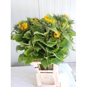 HELIAN AN SUNRICH OR
