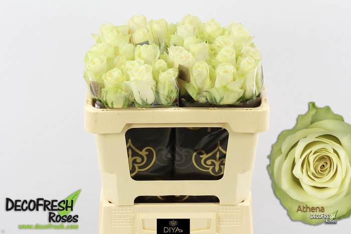 <h4>R Gr Athena</h4>