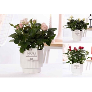 Rosa gemengd in P&PURE Ivy ceramics shiny white