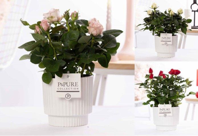 <h4>Rosa gemengd in P&PURE Ivy ceramics shiny white</h4>