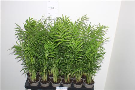 <h4>Chamaed Elegans 18pp</h4>