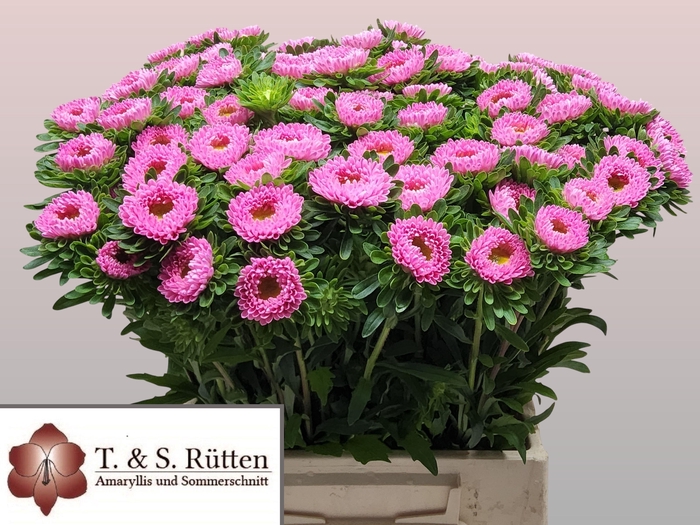 <h4>Callis Mats Pink</h4>