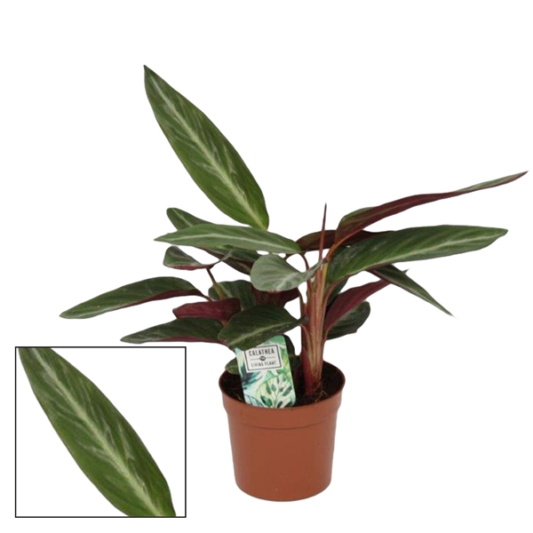 <h4>Calathea 12cm Stripestar</h4>