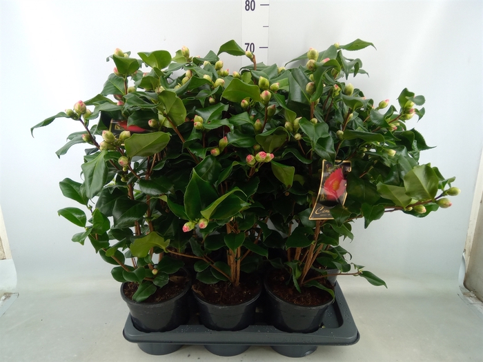 <h4>Camellia japonica 'Dr King'</h4>