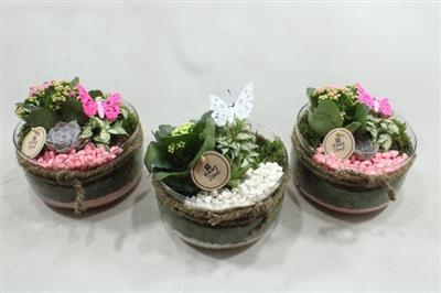 <h4>2425 Bose Roze/wit</h4>