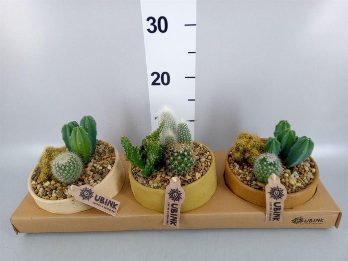 <h4>Arr.  Cactus L%</h4>