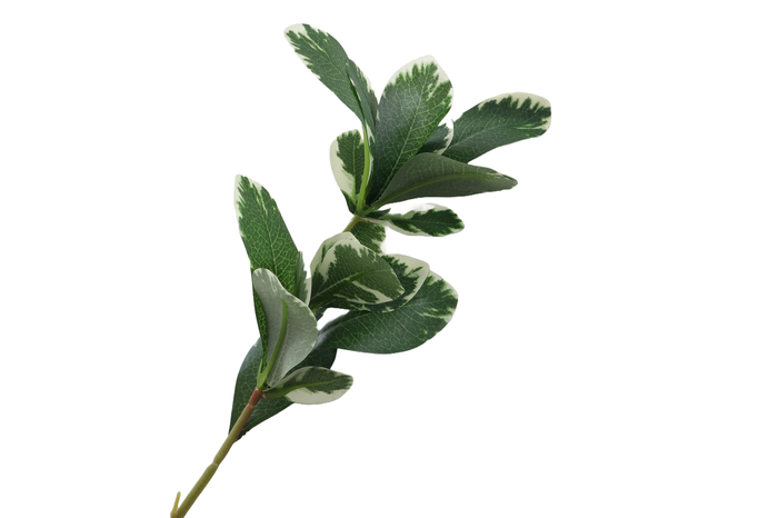 <h4>Pittosporum Leaf Branch Varigated Green</h4>