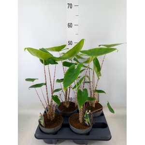Alocasia zebrina