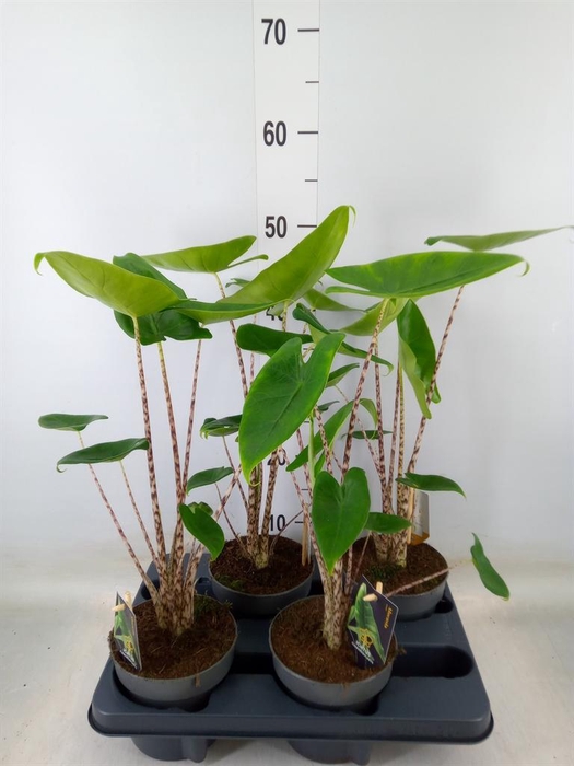 <h4>Alocasia zebrina</h4>