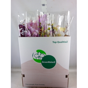 Phalaenopsis   ...mix