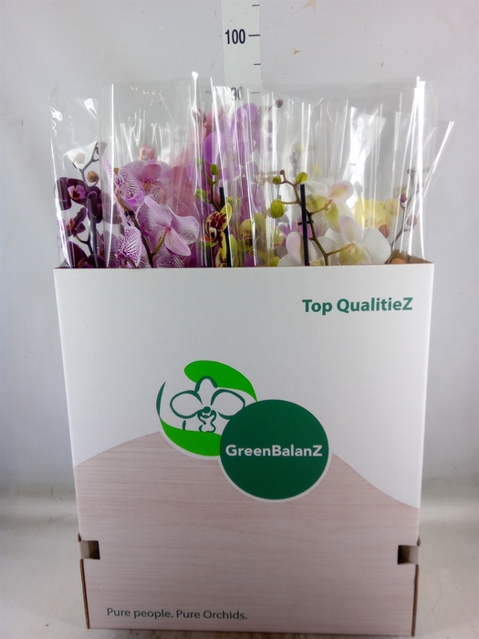 <h4>Phalaenopsis   ...mix</h4>