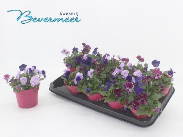 <h4>VIO CO EM MM LONDON</h4>