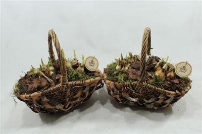 <h4>4479 BM TASMAND</h4>