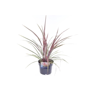 Cordyline australis Can Can