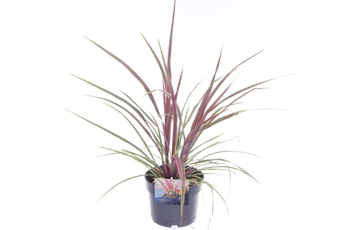 <h4>Cordyline australis Can Can</h4>