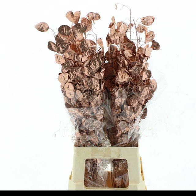 <h4>DROOGBL BEWERKT H%</h4>