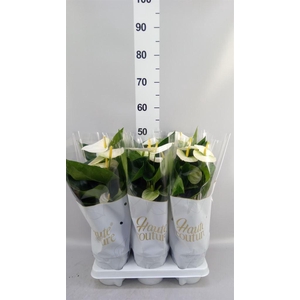 Anthurium andr. 'Cocos'